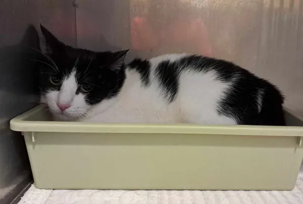 Kot do adopcji, Olsztyn, 21 stycznia 2025 (2/2)