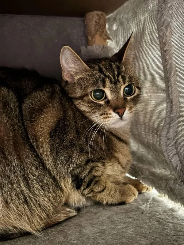 Znaleziono kota, Lublin, 18 lutego 2025