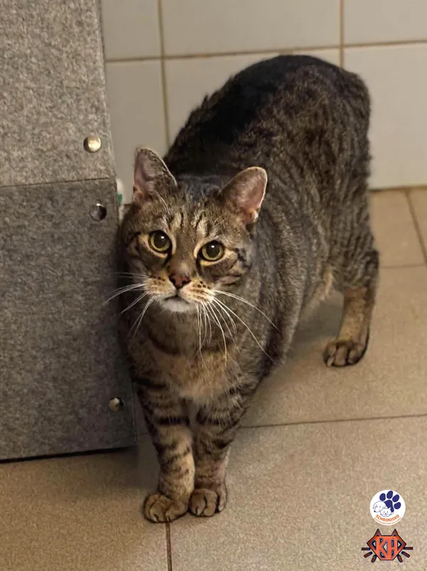 Znaleziono kota, Lublin, 18 lutego 2025