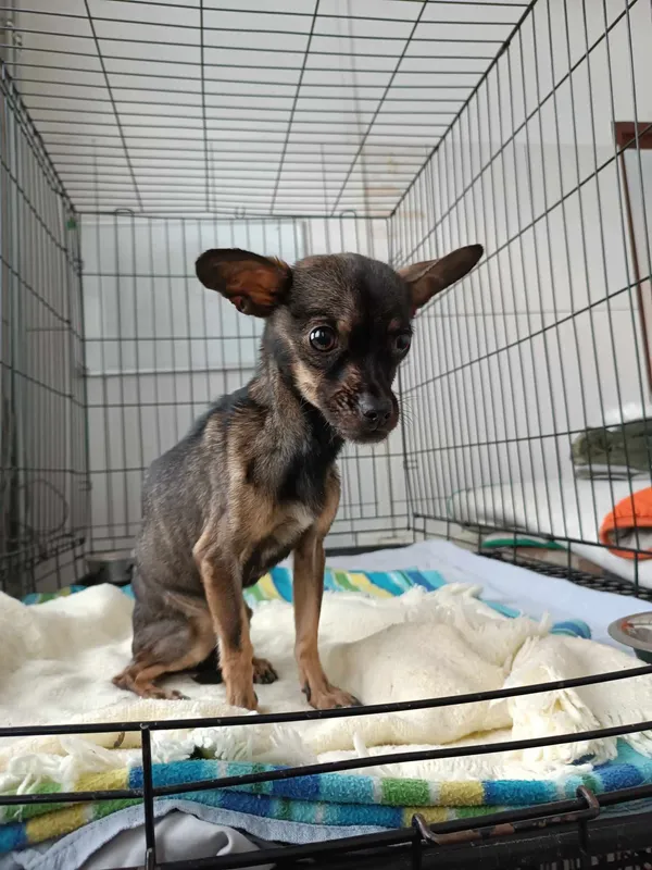 Znaleziono psa, Sosnowiec, 18 lutego 2025 (1/2)