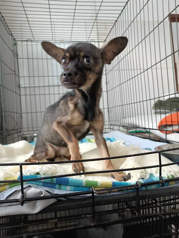 Znaleziono psa, Sosnowiec, 18 lutego 2025 (2/2)