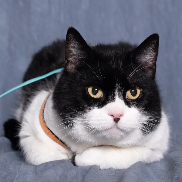 Kot do adopcji, Gdańsk, 18 lutego 2025