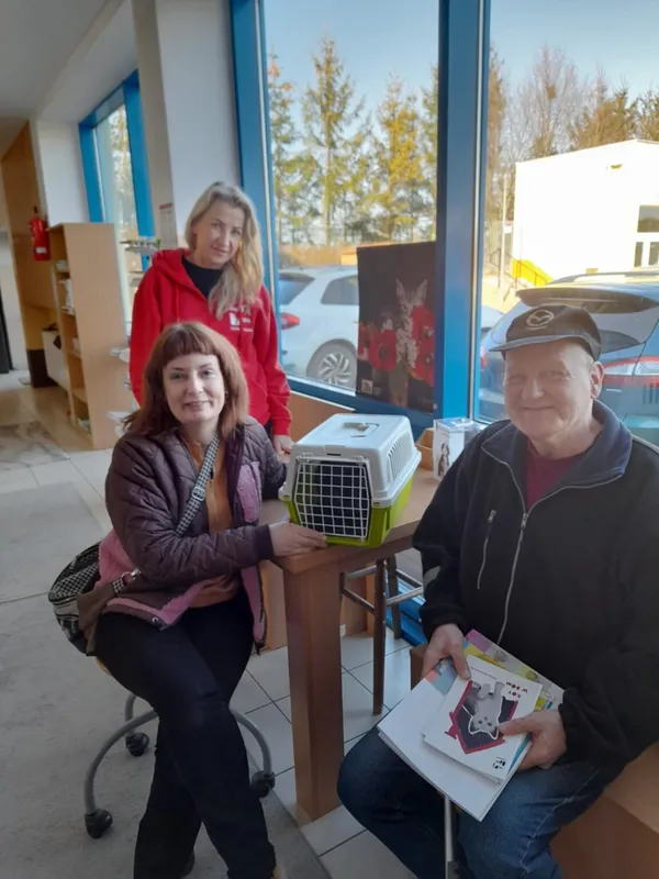 Kot do adopcji, Gdańsk, 18 lutego 2025