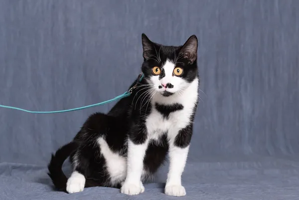 Kot do adopcji, Gdańsk, 18 lutego 2025