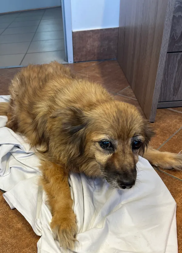 Znaleziono psa, Dobra, 18 lutego 2025