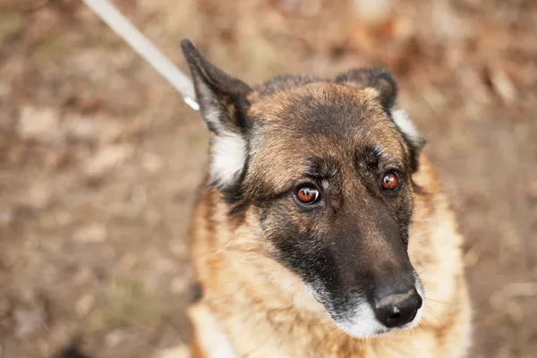 Pies do adopcji, Nowodwór, 18 lutego 2025 (5/5)