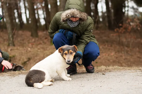 Pies do adopcji, Nowodwór, 18 lutego 2025 (2/5)