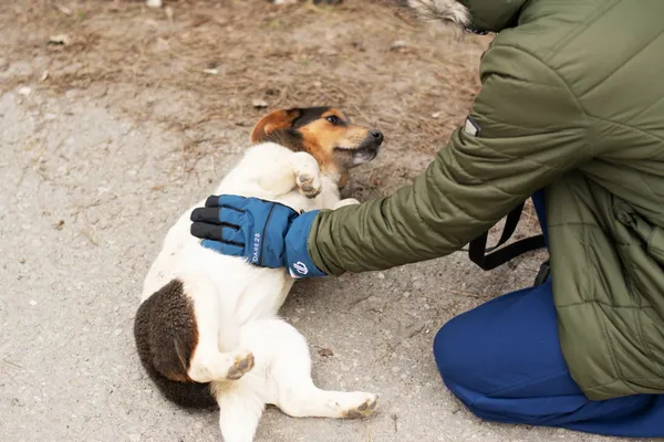 Pies do adopcji, Nowodwór, 18 lutego 2025 (5/5)