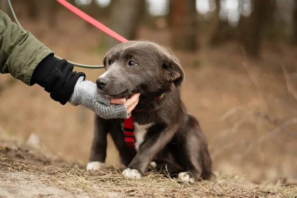 Pies do adopcji, Nowodwór, 18 lutego 2025 (2/5)
