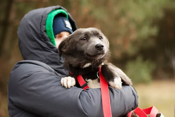 Pies do adopcji, Nowodwór, 18 lutego 2025 (3/5)