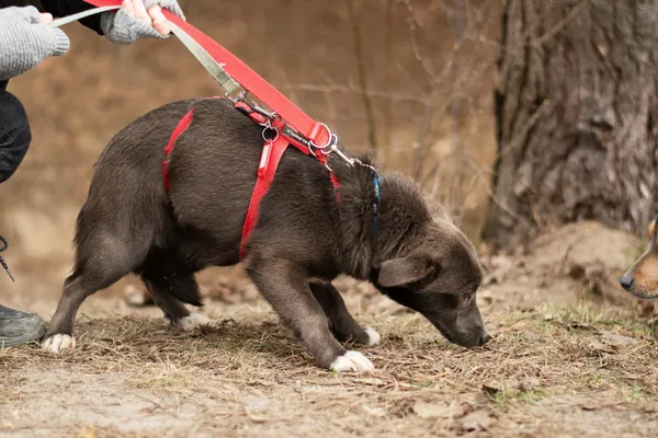 Pies do adopcji, Nowodwór, 18 lutego 2025 (4/5)