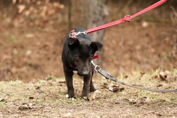 Pies do adopcji, Nowodwór, 18 lutego 2025 (2/5)