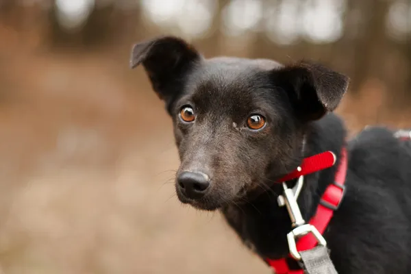 Pies do adopcji, Nowodwór, 18 lutego 2025 (4/5)