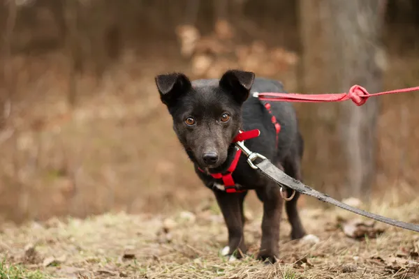 Pies do adopcji, Nowodwór, 18 lutego 2025 (5/5)