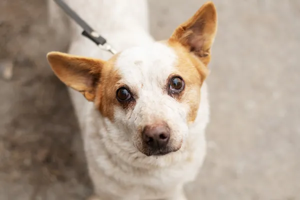 Pies do adopcji, Nowodwór, 18 lutego 2025 (2/5)