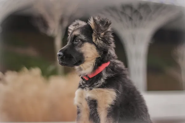 Pies do adopcji, Nowodwór, 18 lutego 2025 (3/5)