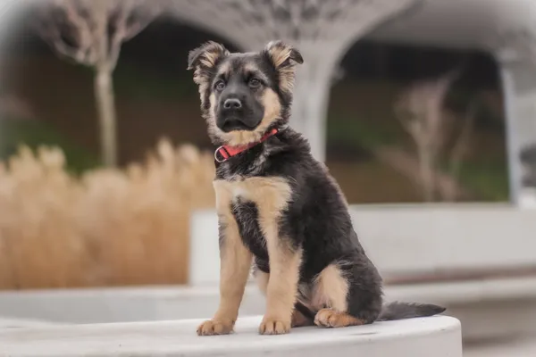 Pies do adopcji, Nowodwór, 18 lutego 2025 (5/5)