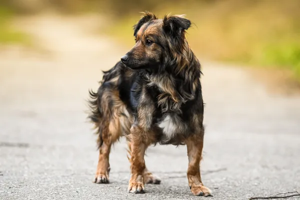 Pies do adopcji, Nowodwór, 18 lutego 2025 (2/5)