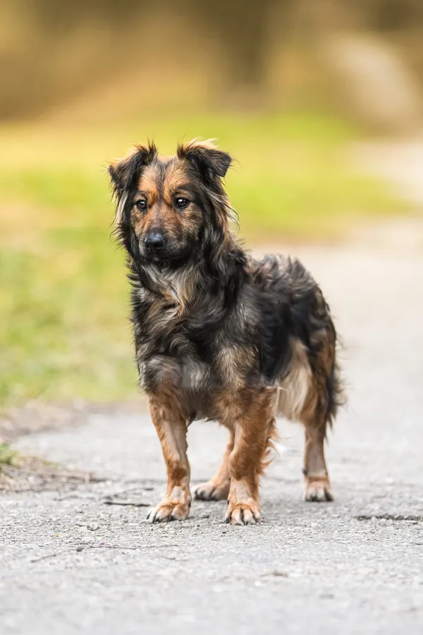 Pies do adopcji, Nowodwór, 18 lutego 2025 (3/5)