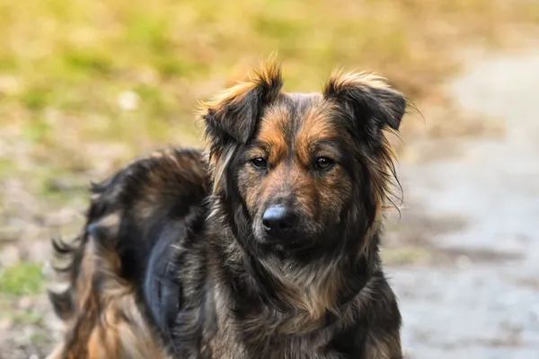 Pies do adopcji, Nowodwór, 18 lutego 2025 (5/5)