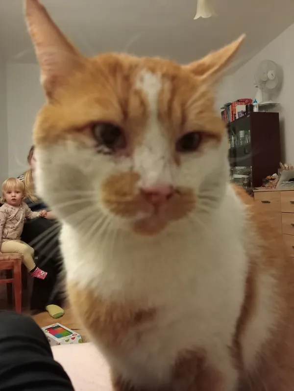 Zaginął kot, Łódź, 18 lutego 2025