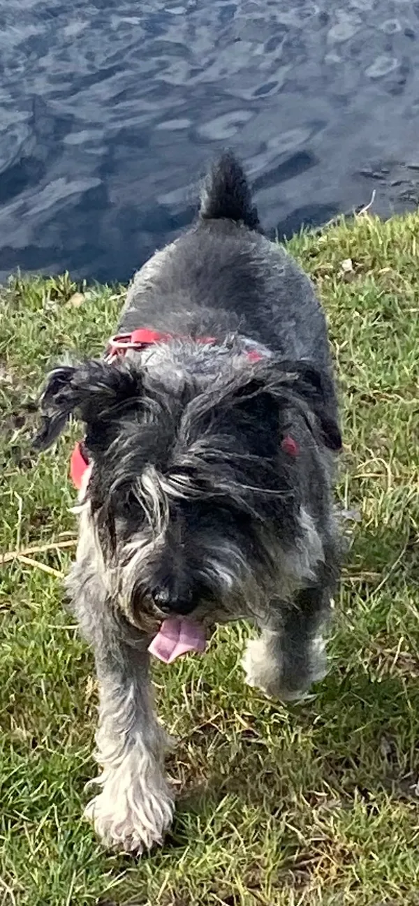 Zaginął pies, Łódź, 16 lutego 2025