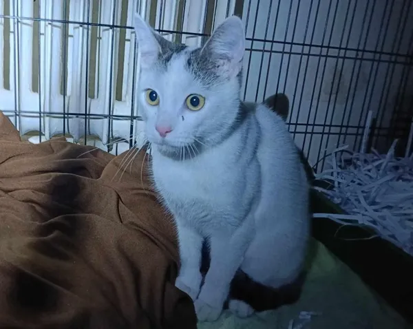 Znaleziono kota, Toruń, 13 lutego 2025