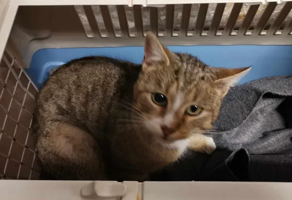 Znaleziono kota, Toruń, 11 lutego 2025