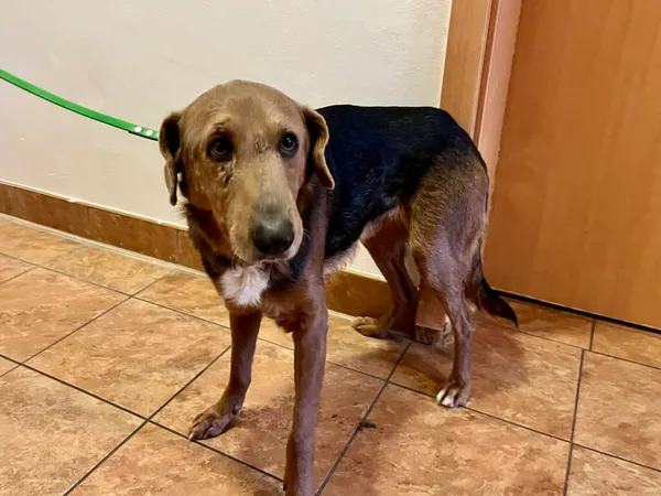 Znaleziono psa, Puławy, 3 lutego 2025