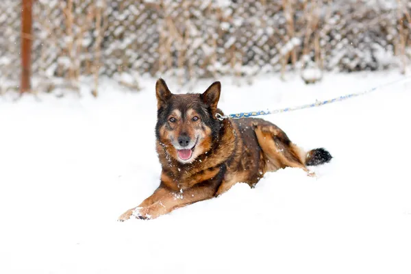 Pies do adopcji, Elbląg, 19 lutego 2025 (2/2)