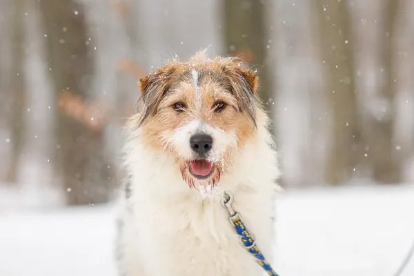 Pies do adopcji, Elbląg, 19 lutego 2025 (3/5)