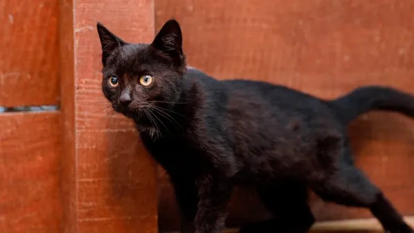 Kot do adopcji, Elbląg, 3 września 2024