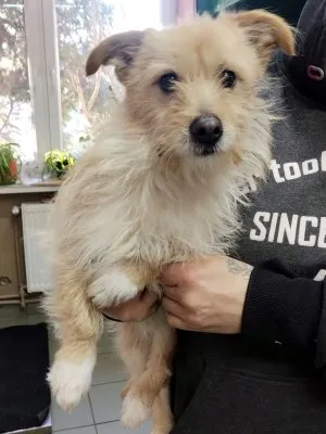 Pies do adopcji, Pabianice, 17 lutego 2025