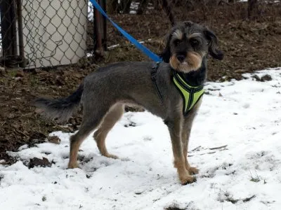 Pies do adopcji, Pabianice, 13 lutego 2025 (1/2)