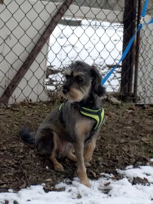 Pies do adopcji, Pabianice, 13 lutego 2025 (2/2)