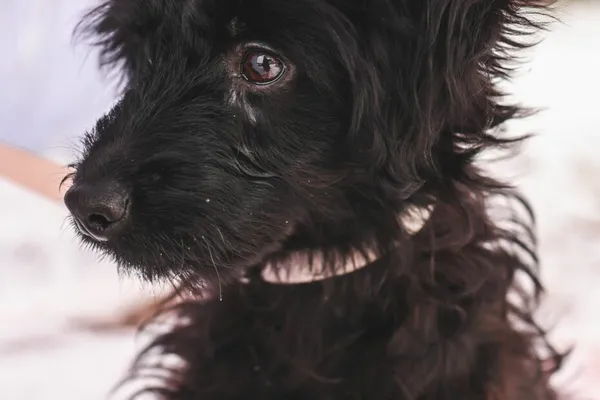 Pies do adopcji, Henrykowo, 2 lutego 2025 (1/3)