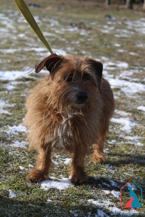 Pies do adopcji, Grudziądz, 14 lutego 2025