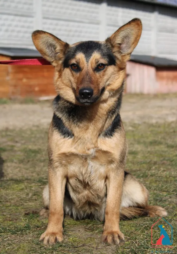 Pies do adopcji, Grudziądz, 13 lutego 2025