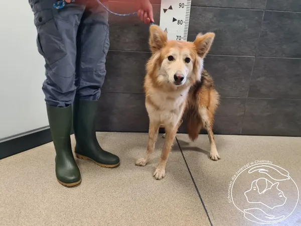 Pies do adopcji, Chełmek, 2 lutego 2025