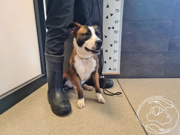 Znaleziono psa, Chełmek, 18 lutego 2025