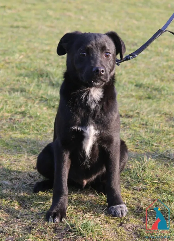 Pies do adopcji, Grudziądz, 4 lutego 2025