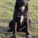 Pies do adopcji