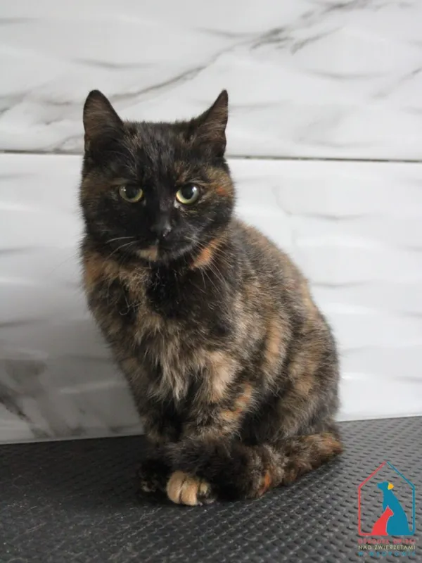 Kot do adopcji, Grudziądz, 3 lutego 2025