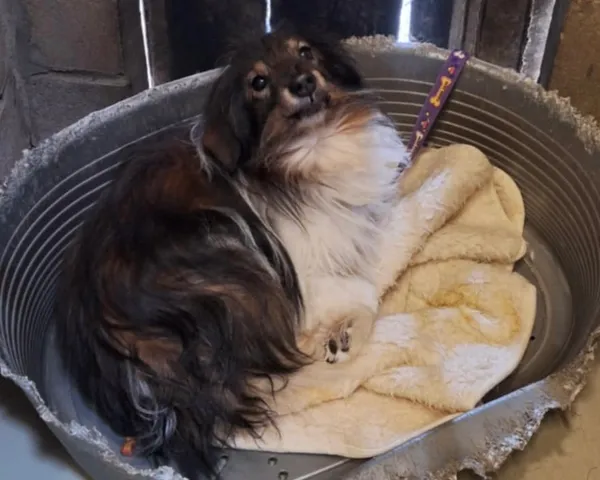 Znaleziono psa, Dobra, 18 lutego 2025 (1/3)