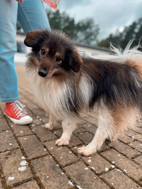 Znaleziono psa, Dobra, 18 lutego 2025 (2/3)