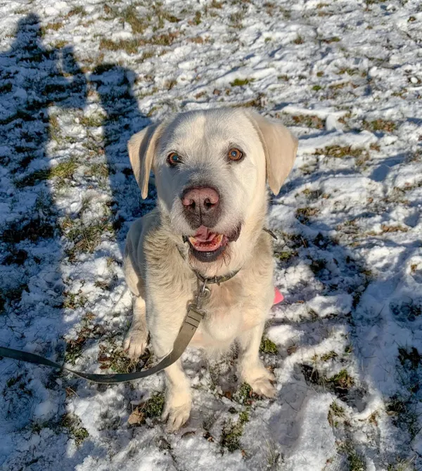 Pies do adopcji, Konin, 25 stycznia 2025 (1/2)