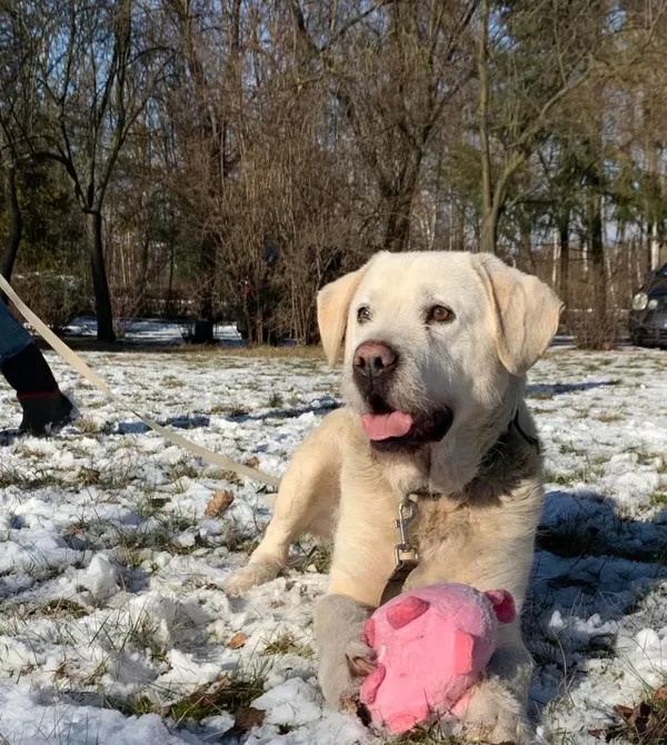 Pies do adopcji, Konin, 25 stycznia 2025 (2/2)