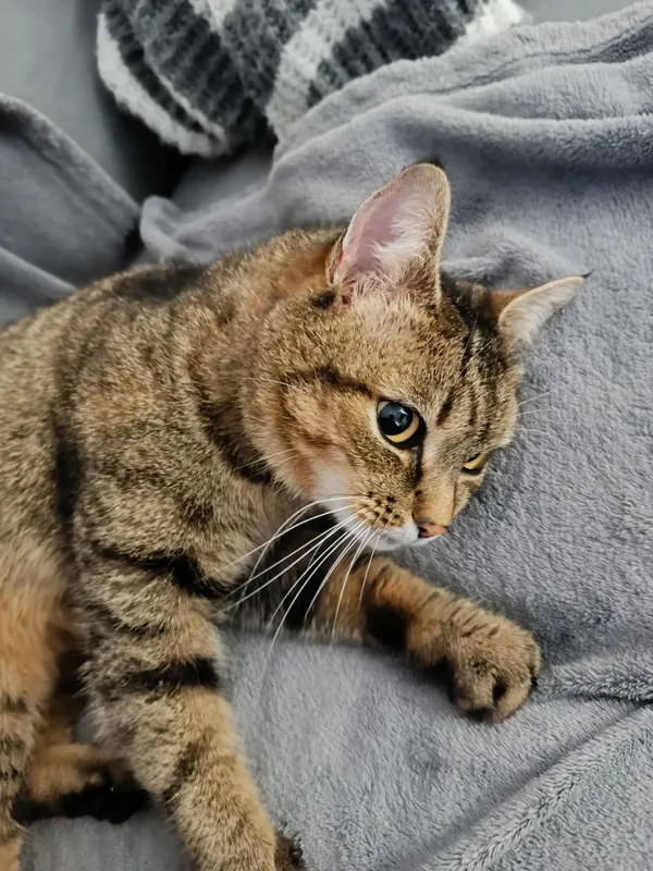 Znaleziono kota, Łódź, 19 lutego 2025