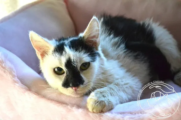 Kot do adopcji, Chełmek, 6 listopada 2024