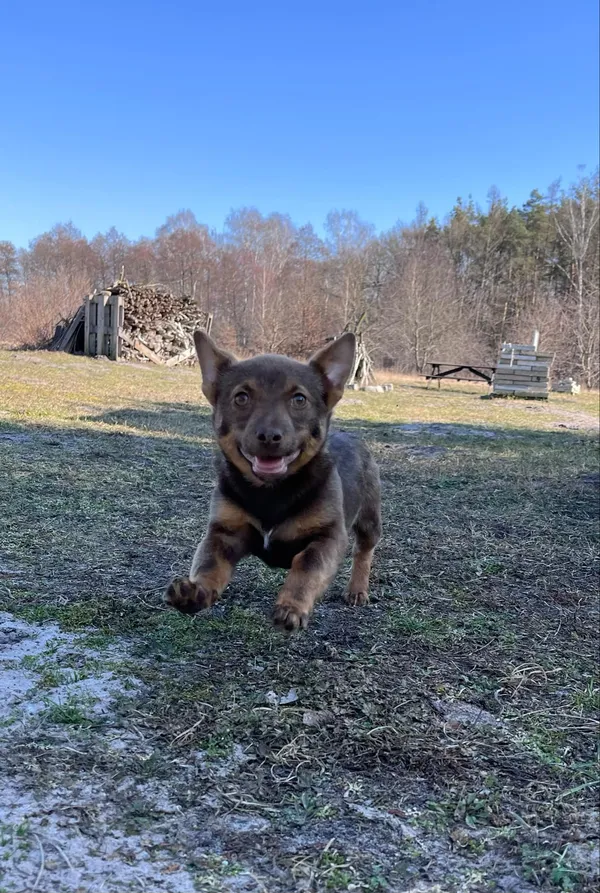 Pies do adopcji, Włocławek, 19 lutego 2025 (2/5)